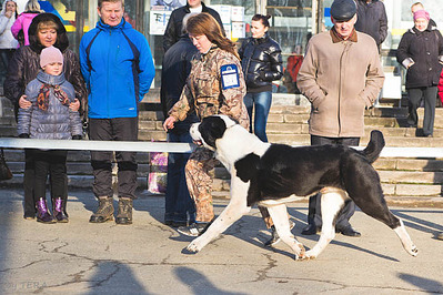 700 X 467 130.8 Kb 22 февраля Чайковский всероссийская + моно гриффонов и скотчтерьеров