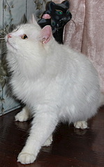 312 X 500  41.3 Kb 500 X 298  45.0 Kb  !