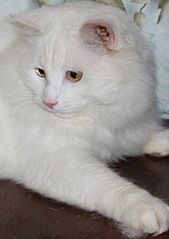 353 X 500  36.8 Kb 312 X 500  41.3 Kb 500 X 298  45.0 Kb  !