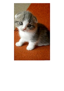 1052 X 1501 490.8 Kb  