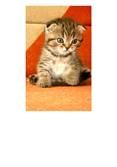 1052 X 1501 462.0 Kb  