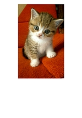 1052 X 1501 473.2 Kb 1052 X 1501 434.2 Kb 1052 X 1501 462.0 Kb  