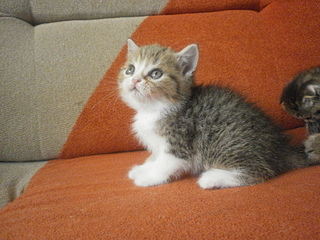 1920 X 1440 1009.5 Kb  