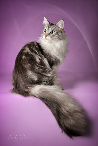 344 x 512 640 x 480  -