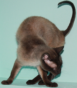 1920 X 2207 215.0 Kb   