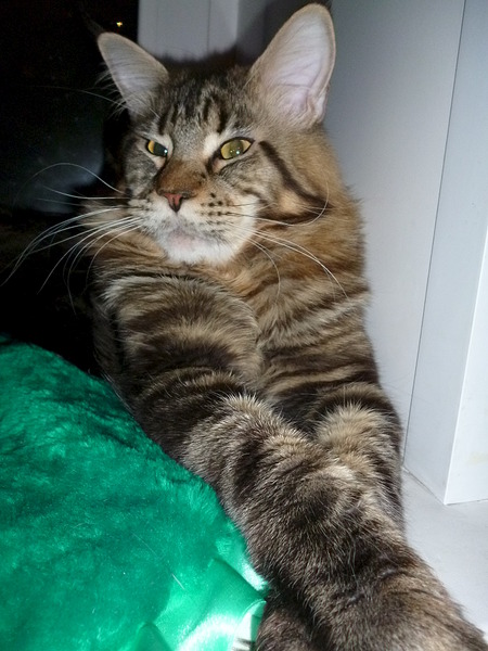 1536 X 2048 274.9 Kb  -