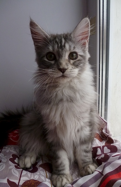 1330 X 2045 179.1 Kb Кошечка мейн-кун