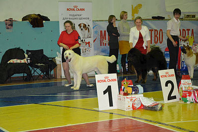 640 X 428  66.2 Kb 22 февраля Чайковский всероссийская + моно гриффонов и скотчтерьеров