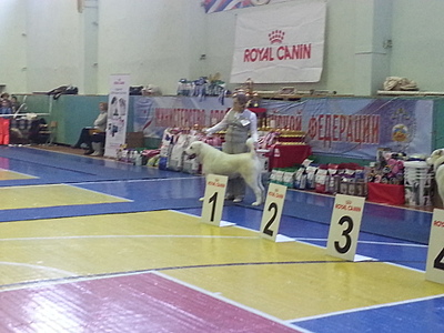 1920 X 1440 650.5 Kb 640 X 428  66.2 Kb 22 февраля Чайковский всероссийская + моно гриффонов и скотчтерьеров