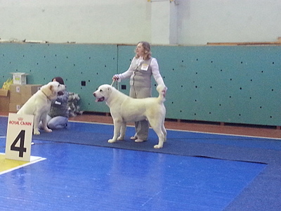 1920 X 1440 661.8 Kb 1920 X 1440 650.5 Kb 640 X 428  66.2 Kb 22 февраля Чайковский всероссийская + моно гриффонов и скотчтерьеров