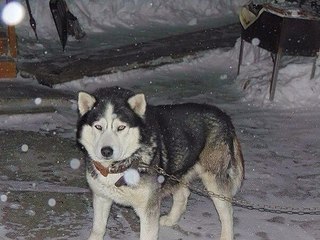 604 X 453 66.0 Kb 320 x 240   !