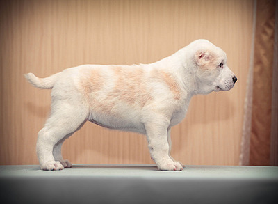 1920 X 1408 632.1 Kb  -    