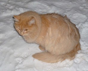 1261 X 1024 142.7 Kb   