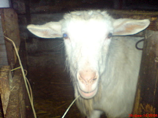 1632 X 1224 537.9 Kb   