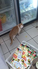 340 X 604 51.5 Kb Срочно !( Нужна передержка для кошек у них больше нет дома(