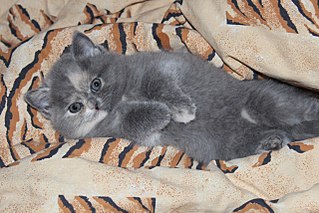 1280 X 853 278.5 Kb 1280 X 853 167.0 Kb    - 