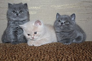 1280 X 853 225.2 Kb 1280 X 853 278.5 Kb 1280 X 853 167.0 Kb    - 