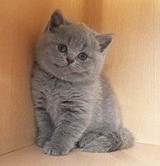 500 X 517 34.7 Kb    - 