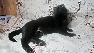 318 x 179 318 x 179 .     .