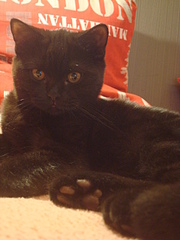 1920 X 2560 232.1 Kb Питомник'Gem Sweet'.Любимые британские ПЛЮШКИ.Британские котята: белые,черные,голубые