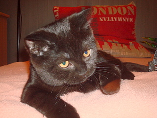 1920 X 1440 958.3 Kb 1920 X 2560 232.1 Kb Питомник'Gem Sweet'.Любимые британские ПЛЮШКИ.Британские котята: белые,черные,голубые