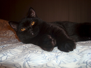 1920 X 1440 883.0 Kb Питомник'Gem Sweet'.Любимые британские ПЛЮШКИ.Британские котята: белые,черные,голубые