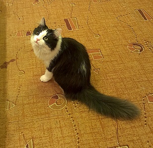 1909 X 1849 554.9 Kb 1920 X 1601 858.9 Kb 1920 X 1268 834.3 Kb     