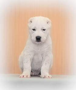 1920 X 2297 959.7 Kb 1920 X 1280 633.2 Kb  -    