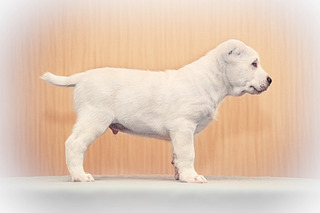 1920 X 1280 521.9 Kb  -    