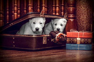 1920 X 1280 643.2 Kb 1920 X 2506 322.7 Kb 1920 X 1280 521.9 Kb  -    