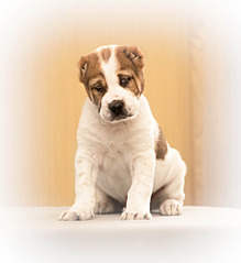 1920 X 2095 536.8 Kb 1920 X 1280 643.2 Kb 1920 X 2506 322.7 Kb 1920 X 1280 521.9 Kb  -    