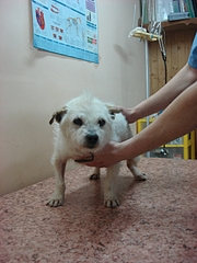 1920 X 2560 244.1 Kb     .