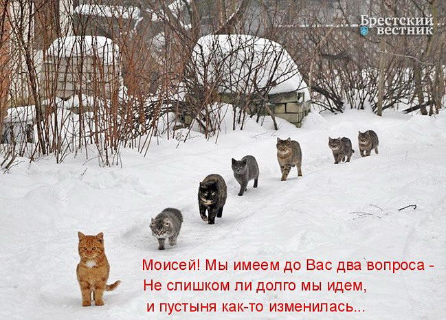 649 x 466 МВД по УР расследует множество уголовных дел в отношении агрохолдинга комос-групп