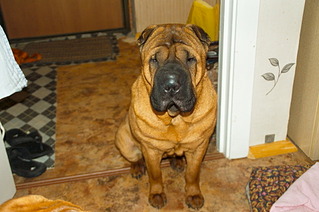 1920 X 1276 703.8 Kb Шарпей ищет новый дом