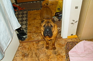 1920 X 1276 721.0 Kb 1920 X 1276 703.8 Kb Шарпей ищет новый дом