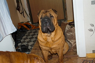 1920 X 1276 598.1 Kb 1920 X 1276 721.0 Kb 1920 X 1276 703.8 Kb Шарпей ищет новый дом