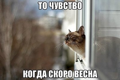 604 X 402 38.6 Kb БУРМЫ- шелковые пантеры. Питомник бурманских кошек 'NATIZE'. У нас БУРМЯТА !