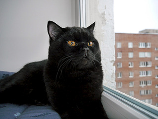 1920 X 1442 148.3 Kb Питомник'Gem Sweet'.Любимые британские ПЛЮШКИ.Британские котята: белые,черные,голубые
