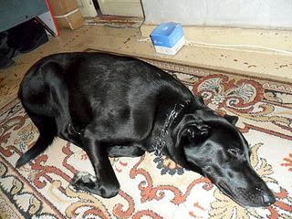 1920 X 1440 768.1 Kb Найдена собака (фото)