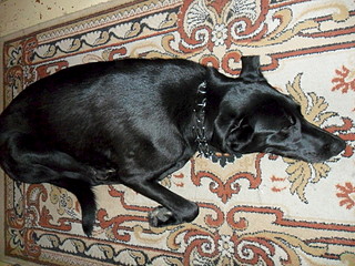 1920 X 1440 747.9 Kb 1920 X 1440 768.1 Kb Найдена собака (фото)