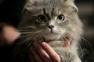 604 X 403  38.1 Kb 604 X 403  42.8 Kb 403 X 604  38.7 Kb      !