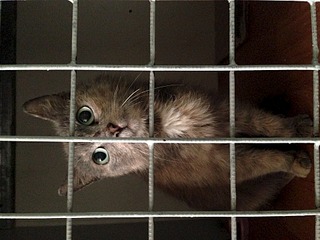 1920 X 1440 576.5 Kb 1920 X 1280 307.8 Kb 604 X 403  30.4 Kb     