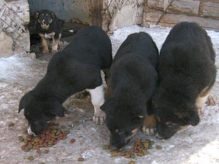 1920 X 1440 652.3 Kb     