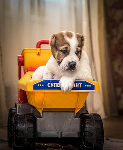 1920 X 2331 782.2 Kb 1920 X 1440 569.2 Kb 1920 X 2560 256.7 Kb  -    