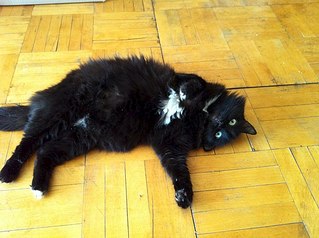 604 X 451 56.5 Kb На ул. Холмогорова замуровывают подвалы вместе с живущими там кошками