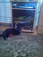 453 X 604 63.1 Kb 604 X 451 56.5 Kb На ул. Холмогорова замуровывают подвалы вместе с живущими там кошками