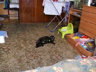 604 X 453 78.0 Kb 453 X 604 63.1 Kb 604 X 451 56.5 Kb На ул. Холмогорова замуровывают подвалы вместе с живущими там кошками