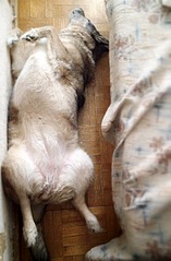 785 X 1200 283.1 Kb Подскажите по суставам у собаки