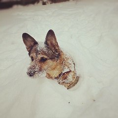 612 X 612 51.0 Kb 785 X 1200 283.1 Kb Подскажите по суставам у собаки