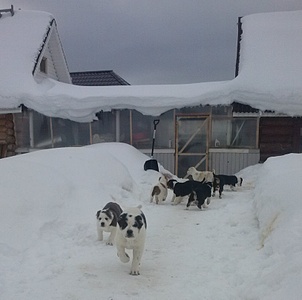 1627 X 1613 658.5 Kb  -    